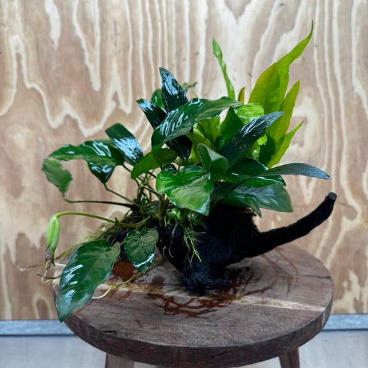 Scapeshop.com.au One Only Bucephalandra and Double Anubias Planted Driftwood - ONE ONLY - Bright Bucephalandra and Double Anubias Planted Driftwood - ONE ONLY - Bright