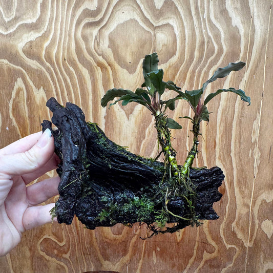 Scapeshop.com.au One Only Bucephalandra and Java Moss (fontinalis) Driftwood Creation - One Only - Palm Tree Bucephalandra and Java Moss (fontinalis) Driftwood Creation - One Only - Palm Tree