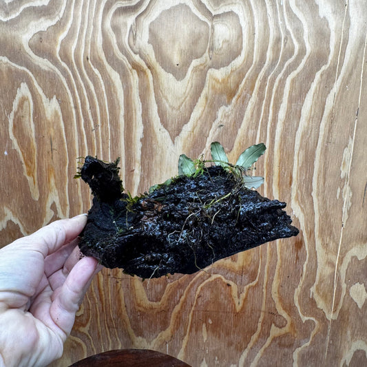 Scapeshop.com.au One Only Bucephalandra and Java Moss (fontinalis) Driftwood Creation - One Only - Palm Tree Bucephalandra and Java Moss (fontinalis) Driftwood Creation - One Only - Palm Tree
