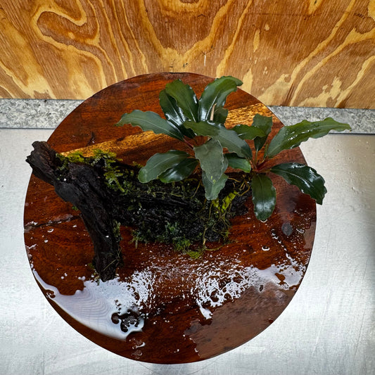 Scapeshop.com.au One Only Bucephalandra and Java Moss (fontinalis) Driftwood Creation - One Only - Palm Tree Bucephalandra and Java Moss (fontinalis) Driftwood Creation - One Only - Palm Tree