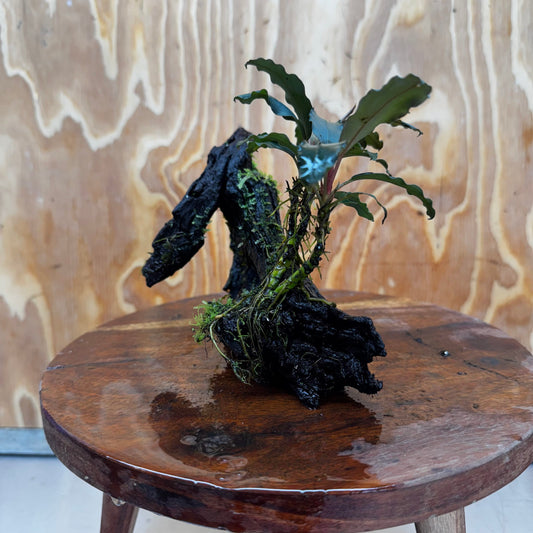 Scapeshop.com.au One Only Bucephalandra and Java Moss (fontinalis) Driftwood Creation - One Only - Palm Tree Bucephalandra and Java Moss (fontinalis) Driftwood Creation - One Only - Palm Tree