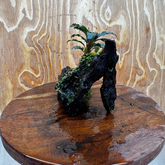 Scapeshop.com.au One Only Bucephalandra and Java Moss (fontinalis) Driftwood Creation - One Only - Palm Tree Bucephalandra and Java Moss (fontinalis) Driftwood Creation - One Only - Palm Tree