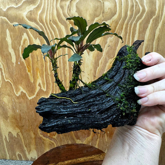Scapeshop.com.au One Only Bucephalandra and Java Moss (fontinalis) Driftwood Creation - One Only - Palm Tree Bucephalandra and Java Moss (fontinalis) Driftwood Creation - One Only - Palm Tree