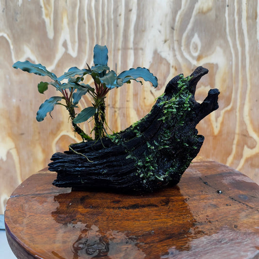 Scapeshop.com.au One Only Bucephalandra and Java Moss (fontinalis) Driftwood Creation - One Only - Palm Tree Bucephalandra and Java Moss (fontinalis) Driftwood Creation - One Only - Palm Tree