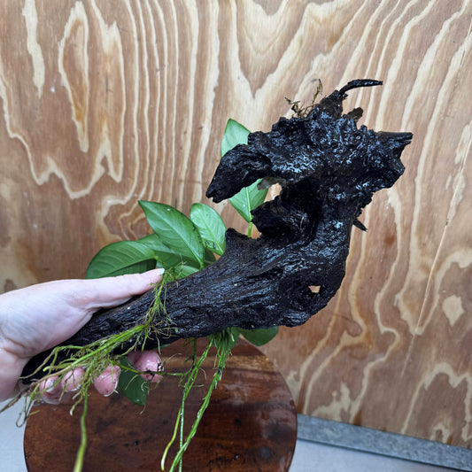 Scapeshop.com.au One Only Bucephalandra and Lucy Anubias Driftwood Creation- ONE ONLY - Fabulous Bucephalandra and Petite Nana Anubias Planted Driftwood - ONE ONLY - Fabulous