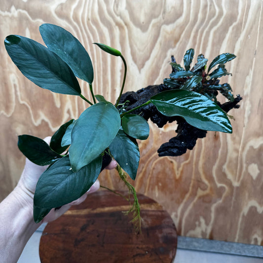 Scapeshop.com.au One Only Bucephalandra and Lucy Anubias Driftwood Creation- ONE ONLY - Fabulous Bucephalandra and Petite Nana Anubias Planted Driftwood - ONE ONLY - Fabulous