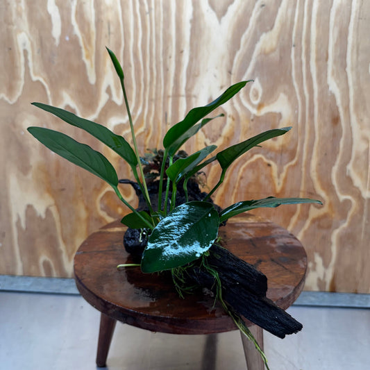 Scapeshop.com.au One Only Bucephalandra and Lucy Anubias Driftwood Creation- ONE ONLY - Fabulous Bucephalandra and Petite Nana Anubias Planted Driftwood - ONE ONLY - Fabulous