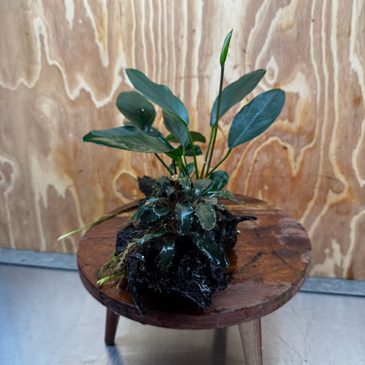 Scapeshop.com.au One Only Bucephalandra and Lucy Anubias Driftwood Creation- ONE ONLY - Fabulous Bucephalandra and Petite Nana Anubias Planted Driftwood - ONE ONLY - Fabulous