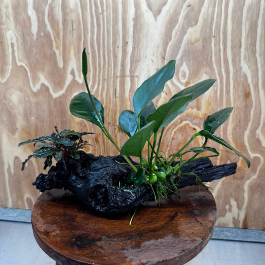 Scapeshop.com.au One Only Bucephalandra and Lucy Anubias Driftwood Creation- ONE ONLY - Fabulous Bucephalandra and Petite Nana Anubias Planted Driftwood - ONE ONLY - Fabulous