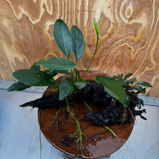 Scapeshop.com.au One Only Bucephalandra and Lucy Anubias Driftwood Creation- ONE ONLY - Fabulous Bucephalandra and Petite Nana Anubias Planted Driftwood - ONE ONLY - Fabulous