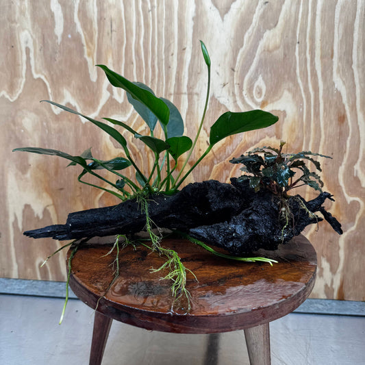 Scapeshop.com.au One Only Bucephalandra and Lucy Anubias Driftwood Creation- ONE ONLY - Fabulous Bucephalandra and Petite Nana Anubias Planted Driftwood - ONE ONLY - Fabulous