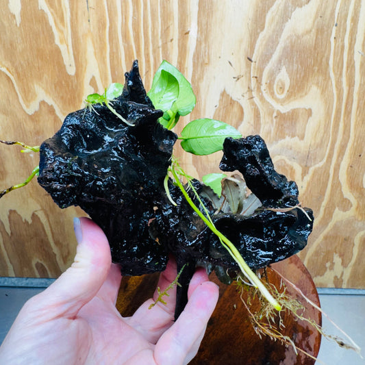 Scapeshop.com.au One Only Bucephalandra and Nana Anubias Planted Driftwood - ONE ONLY Bucephalandra and Nana Anubias Planted Driftwood - ONE ONLY