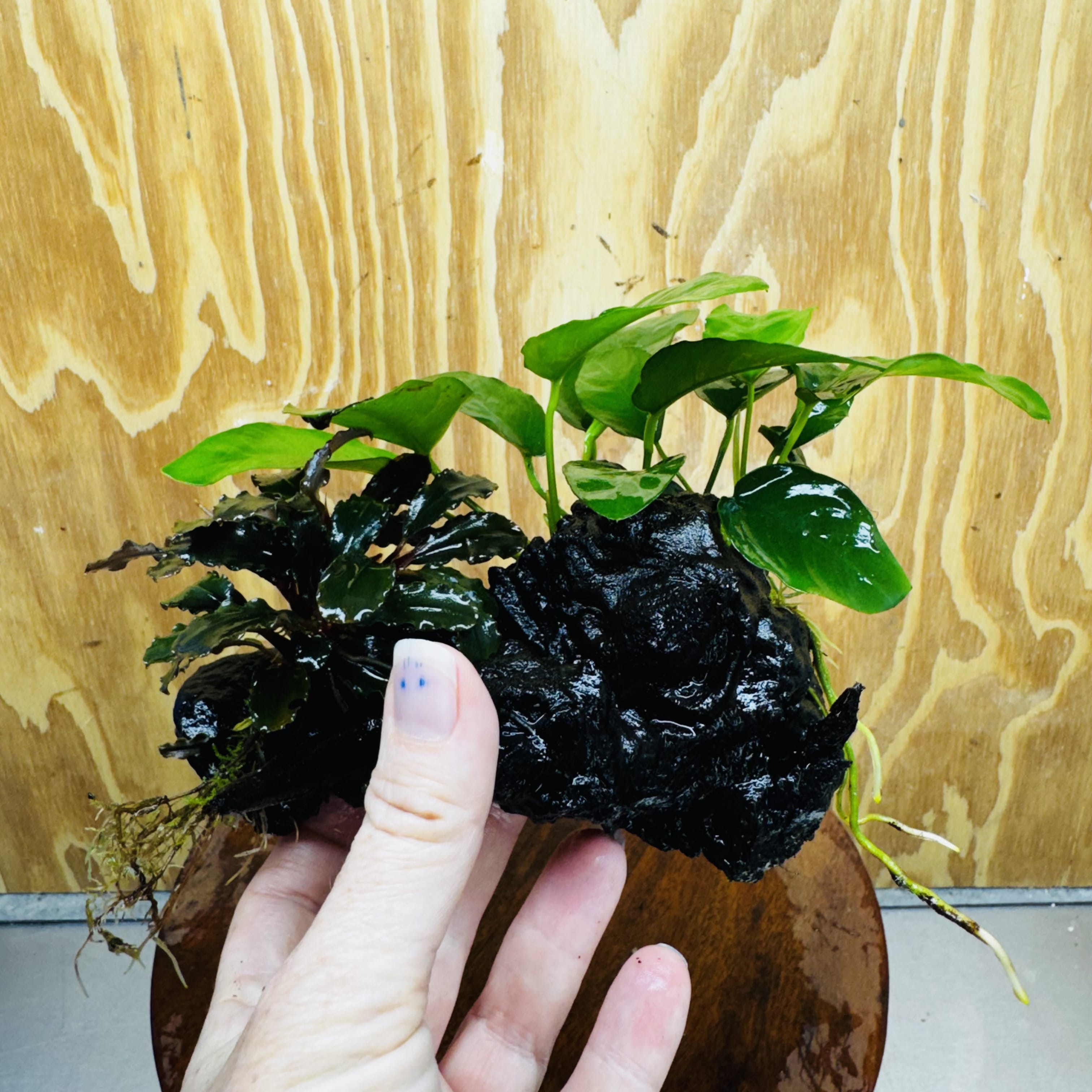 Scapeshop.com.au One Only Bucephalandra and Nana Anubias Planted Driftwood - ONE ONLY Bucephalandra and Nana Anubias Planted Driftwood - ONE ONLY
