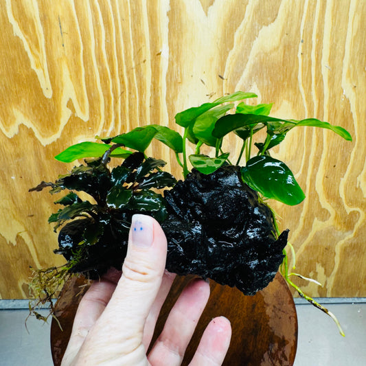 Scapeshop.com.au One Only Bucephalandra and Nana Anubias Planted Driftwood - ONE ONLY Bucephalandra and Nana Anubias Planted Driftwood - ONE ONLY