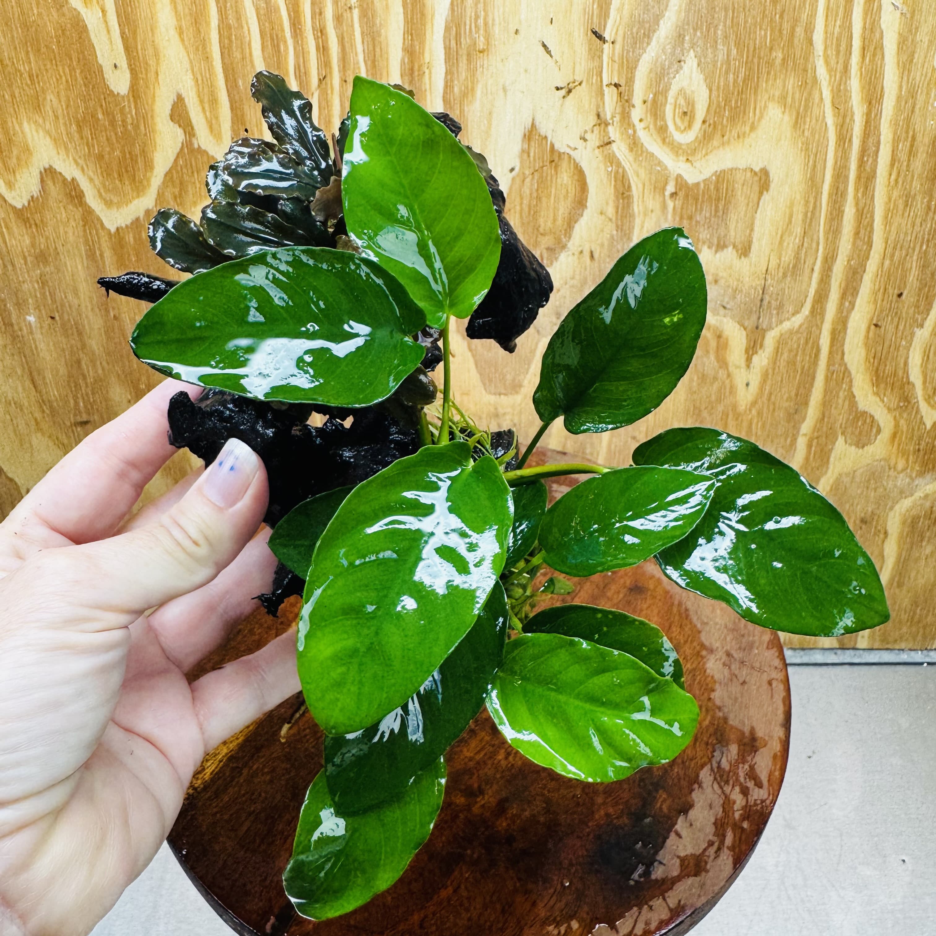 Scapeshop.com.au One Only Bucephalandra and Nana Anubias Planted Driftwood - ONE ONLY Bucephalandra and Nana Anubias Planted Driftwood - ONE ONLY