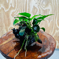 Scapeshop.com.au One Only Bucephalandra and Nana Anubias Planted Driftwood - ONE ONLY Bucephalandra and Nana Anubias Planted Driftwood - ONE ONLY