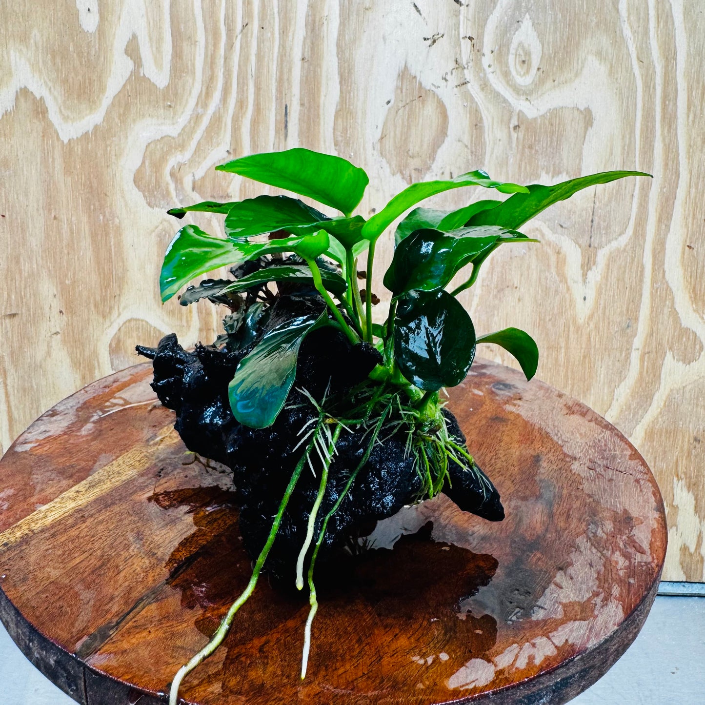 Scapeshop.com.au One Only Bucephalandra and Nana Anubias Planted Driftwood - ONE ONLY Bucephalandra and Nana Anubias Planted Driftwood - ONE ONLY