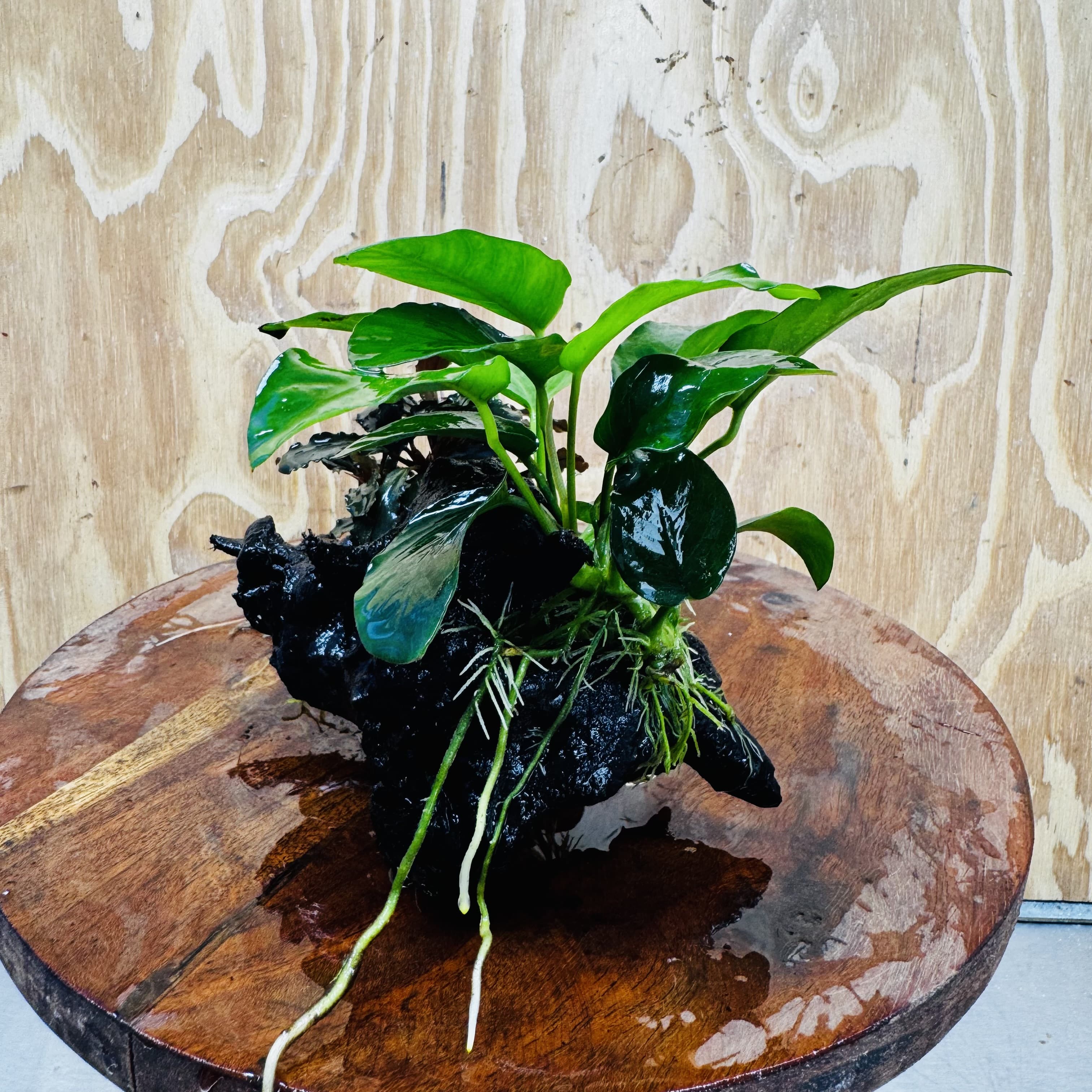 Scapeshop.com.au One Only Bucephalandra and Nana Anubias Planted Driftwood - ONE ONLY Bucephalandra and Nana Anubias Planted Driftwood - ONE ONLY