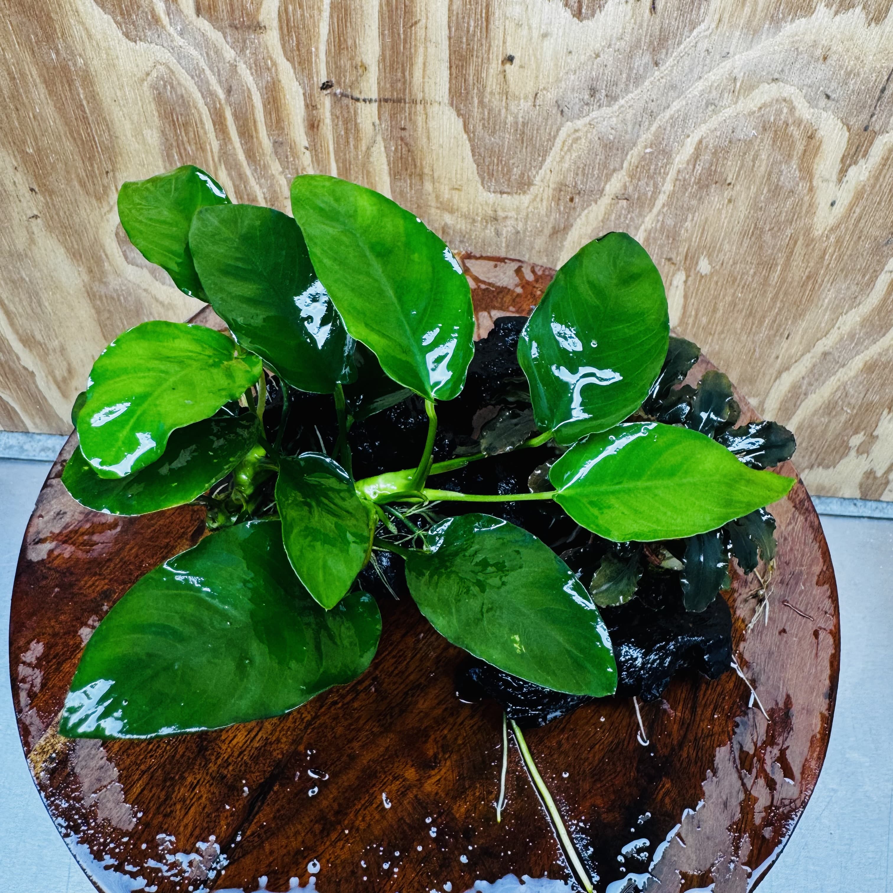 Scapeshop.com.au One Only Bucephalandra and Nana Anubias Planted Driftwood - ONE ONLY Bucephalandra and Nana Anubias Planted Driftwood - ONE ONLY