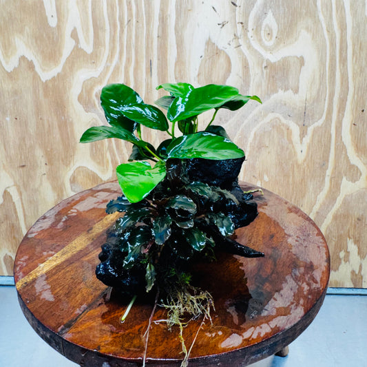 Scapeshop.com.au One Only Bucephalandra and Nana Anubias Planted Driftwood - ONE ONLY Bucephalandra and Nana Anubias Planted Driftwood - ONE ONLY
