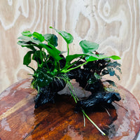 Scapeshop.com.au One Only Bucephalandra and Nana Anubias Planted Driftwood - ONE ONLY Bucephalandra and Nana Anubias Planted Driftwood - ONE ONLY