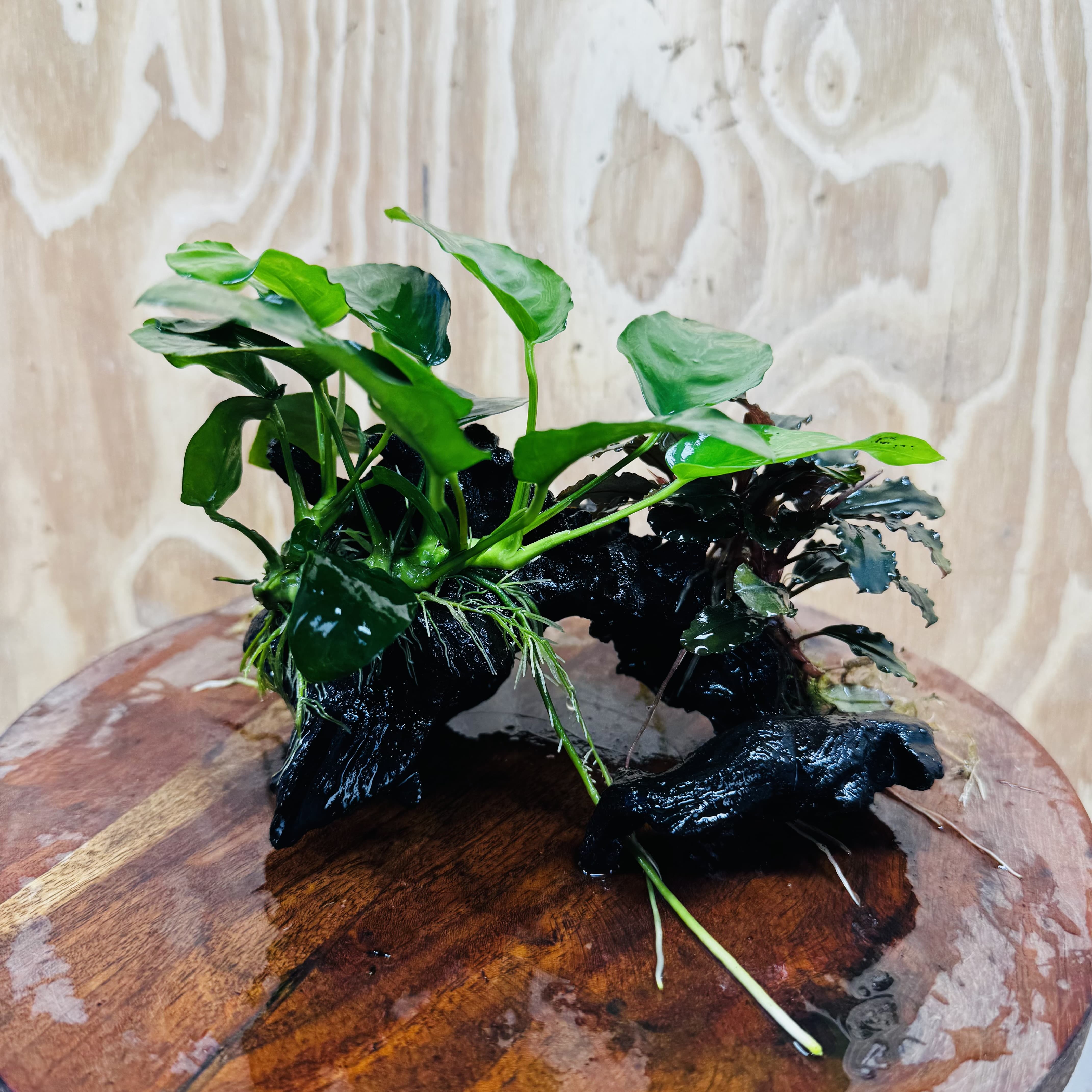 Scapeshop.com.au One Only Bucephalandra and Nana Anubias Planted Driftwood - ONE ONLY Bucephalandra and Nana Anubias Planted Driftwood - ONE ONLY
