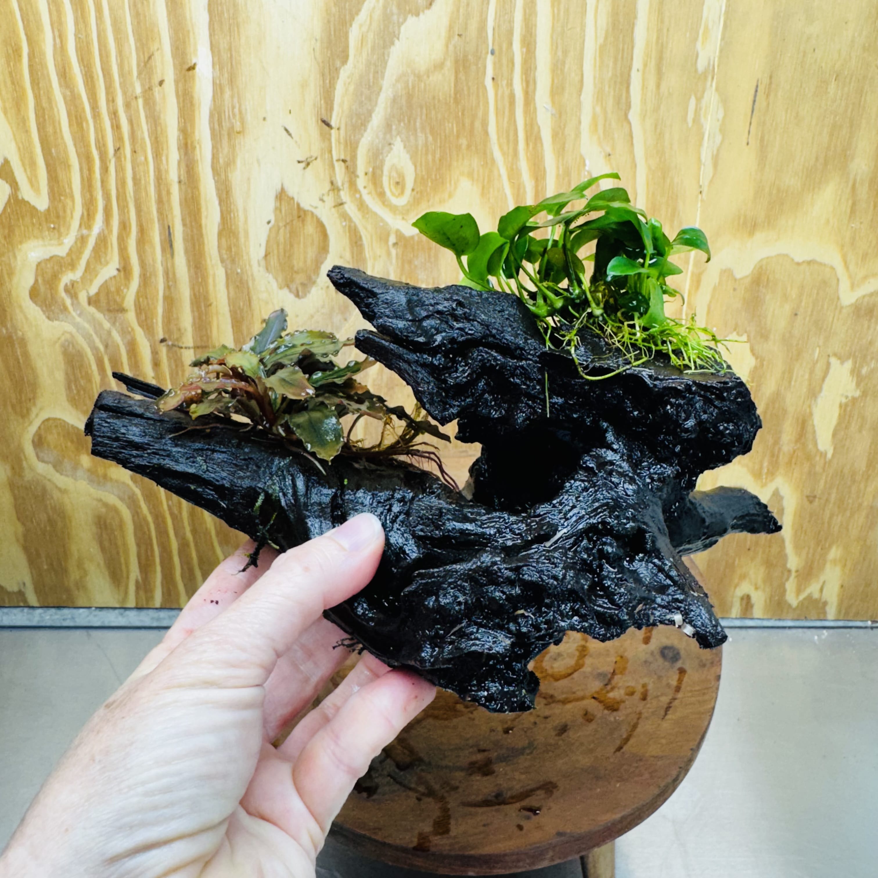 Scapeshop.com.au One Only Bucephalandra and Petite Nana Anubias Driftwood Creation- ONE ONLY - Fabulous Bucephalandra and Petite Nana Anubias Planted Driftwood - ONE ONLY - Fabulous