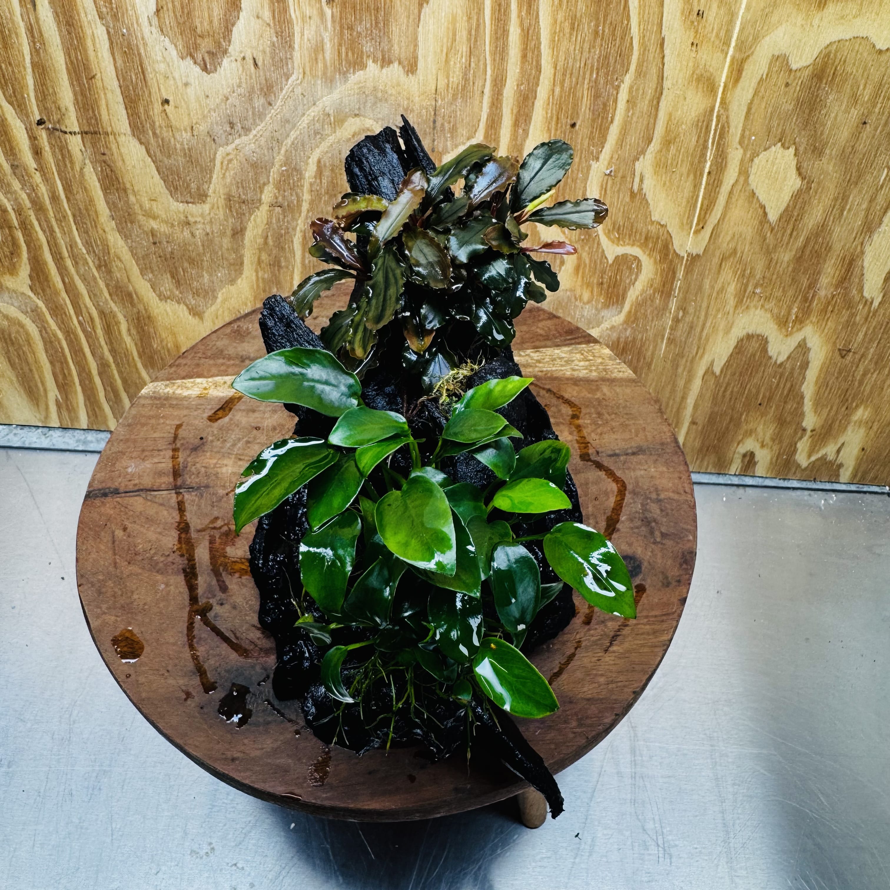 Scapeshop.com.au One Only Bucephalandra and Petite Nana Anubias Driftwood Creation- ONE ONLY - Fabulous Bucephalandra and Petite Nana Anubias Planted Driftwood - ONE ONLY - Fabulous