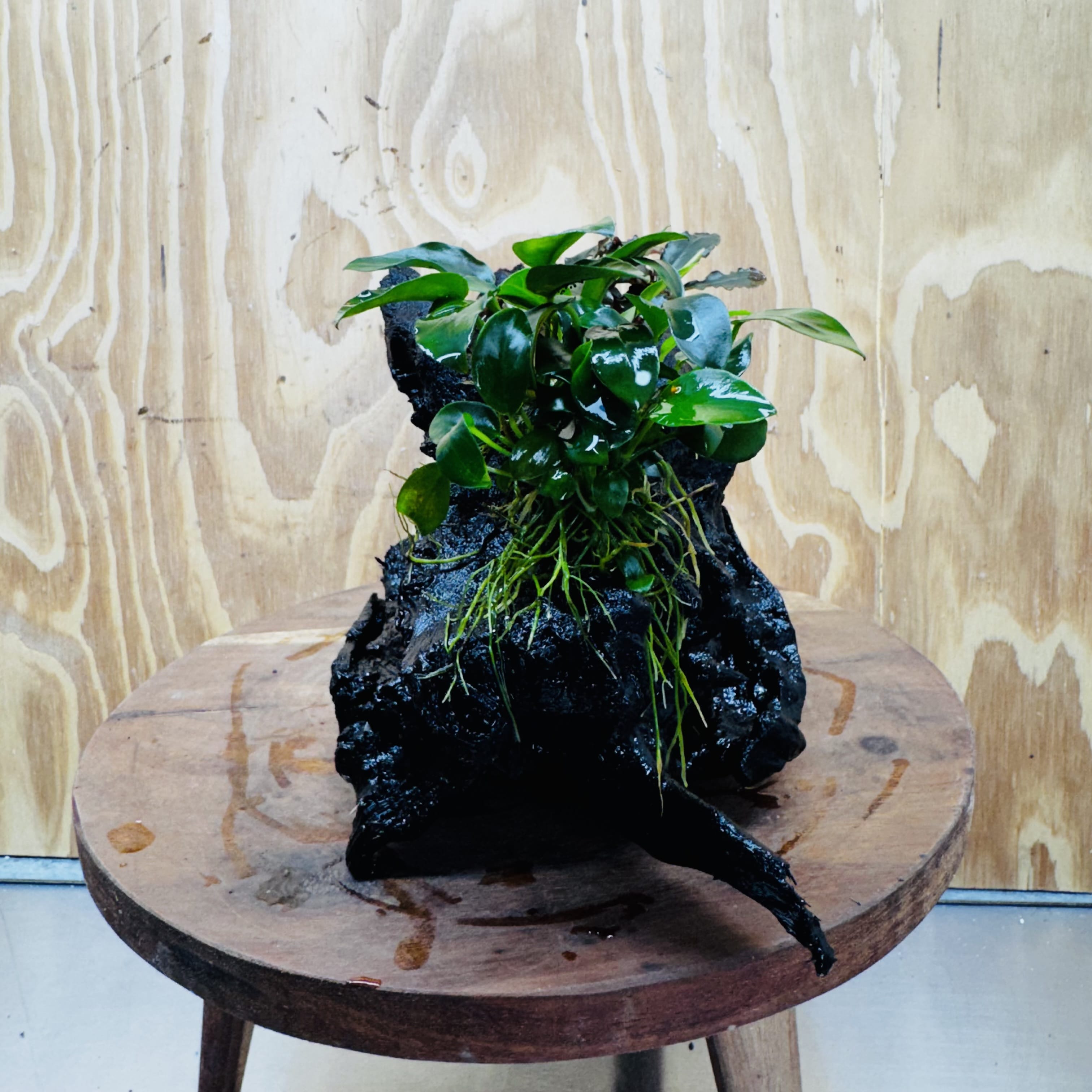 Scapeshop.com.au One Only Bucephalandra and Petite Nana Anubias Driftwood Creation- ONE ONLY - Fabulous Bucephalandra and Petite Nana Anubias Planted Driftwood - ONE ONLY - Fabulous
