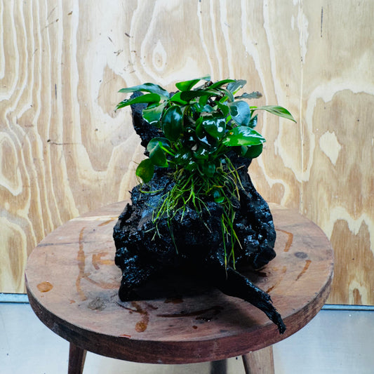 Scapeshop.com.au One Only Bucephalandra and Petite Nana Anubias Driftwood Creation- ONE ONLY - Fabulous Bucephalandra and Petite Nana Anubias Planted Driftwood - ONE ONLY - Fabulous