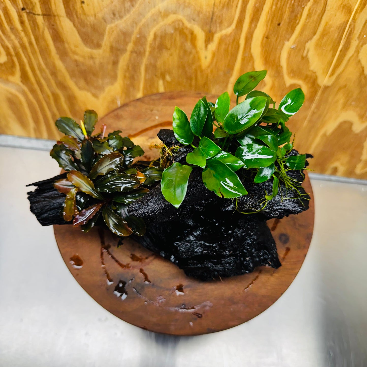 Scapeshop.com.au One Only Bucephalandra and Petite Nana Anubias Driftwood Creation- ONE ONLY - Fabulous Bucephalandra and Petite Nana Anubias Planted Driftwood - ONE ONLY - Fabulous