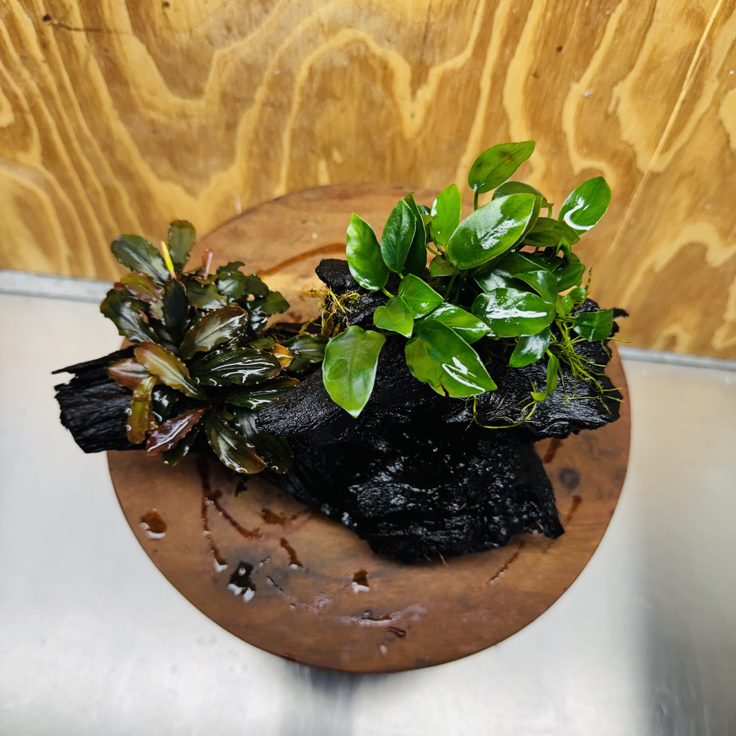 Scapeshop.com.au One Only Bucephalandra and Petite Nana Anubias Driftwood Creation- ONE ONLY - Fabulous Bucephalandra and Petite Nana Anubias Planted Driftwood - ONE ONLY - Fabulous