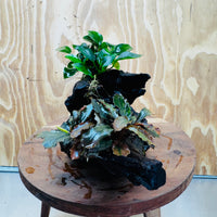 Scapeshop.com.au One Only Bucephalandra and Petite Nana Anubias Driftwood Creation- ONE ONLY - Fabulous Bucephalandra and Petite Nana Anubias Planted Driftwood - ONE ONLY - Fabulous
