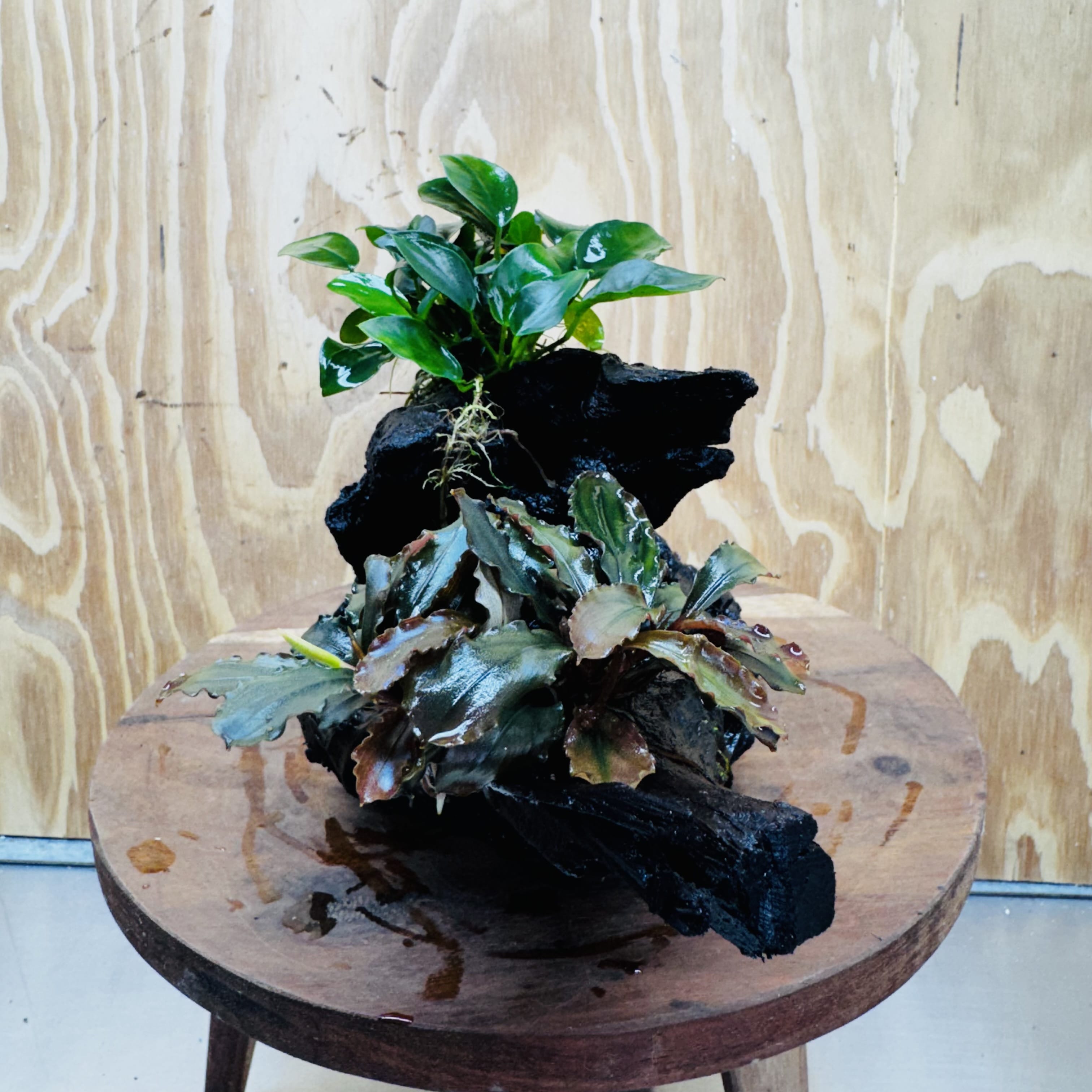 Scapeshop.com.au One Only Bucephalandra and Petite Nana Anubias Driftwood Creation- ONE ONLY - Fabulous Bucephalandra and Petite Nana Anubias Planted Driftwood - ONE ONLY - Fabulous