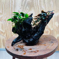 Scapeshop.com.au One Only Bucephalandra and Petite Nana Anubias Driftwood Creation- ONE ONLY - Fabulous Bucephalandra and Petite Nana Anubias Planted Driftwood - ONE ONLY - Fabulous