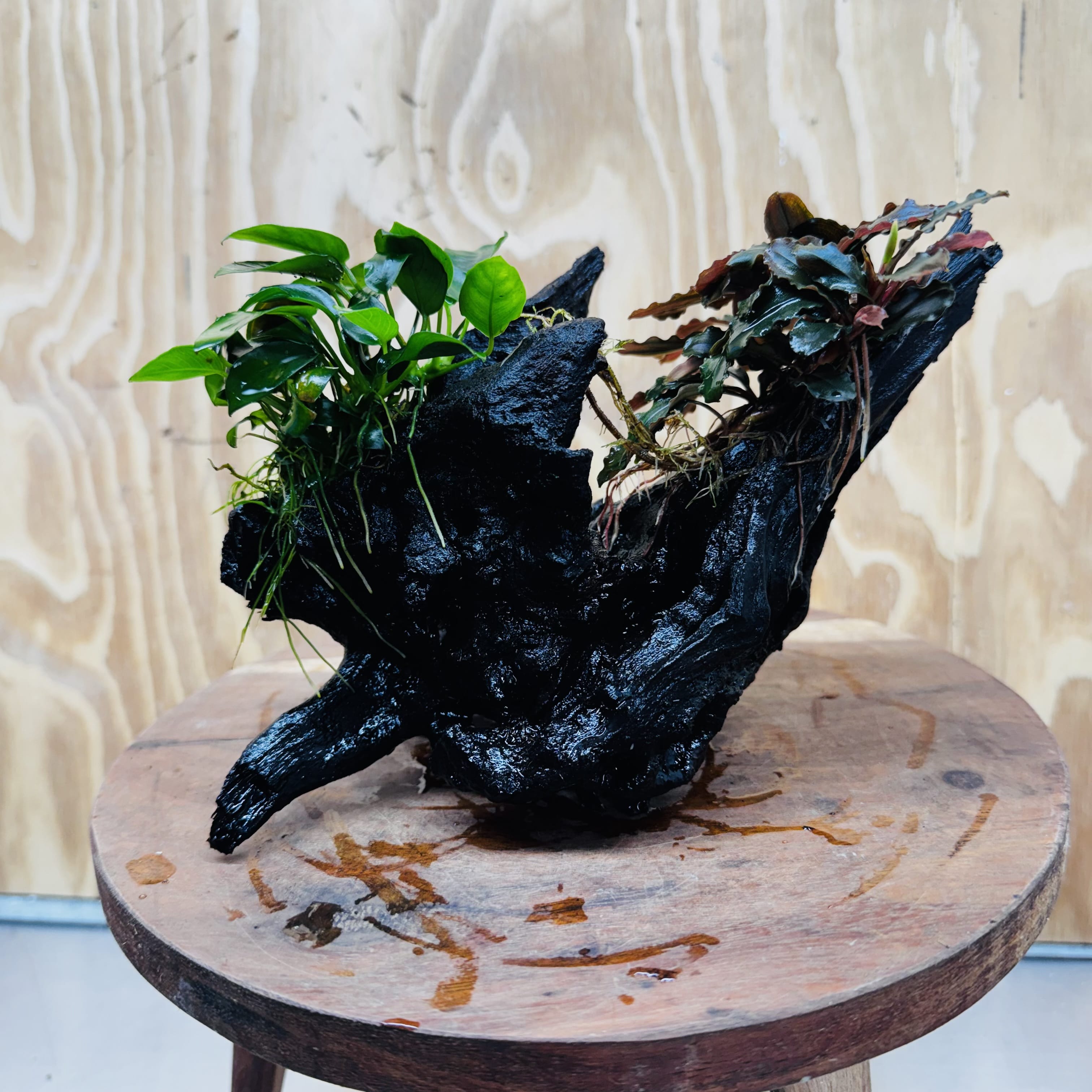 Scapeshop.com.au One Only Bucephalandra and Petite Nana Anubias Driftwood Creation- ONE ONLY - Fabulous Bucephalandra and Petite Nana Anubias Planted Driftwood - ONE ONLY - Fabulous