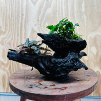 Scapeshop.com.au One Only Bucephalandra and Petite Nana Anubias Driftwood Creation- ONE ONLY - Fabulous Bucephalandra and Petite Nana Anubias Planted Driftwood - ONE ONLY - Fabulous