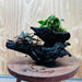 Scapeshop.com.au One Only Bucephalandra and Petite Nana Anubias Driftwood Creation- ONE ONLY - Fabulous Bucephalandra and Petite Nana Anubias Planted Driftwood - ONE ONLY - Fabulous