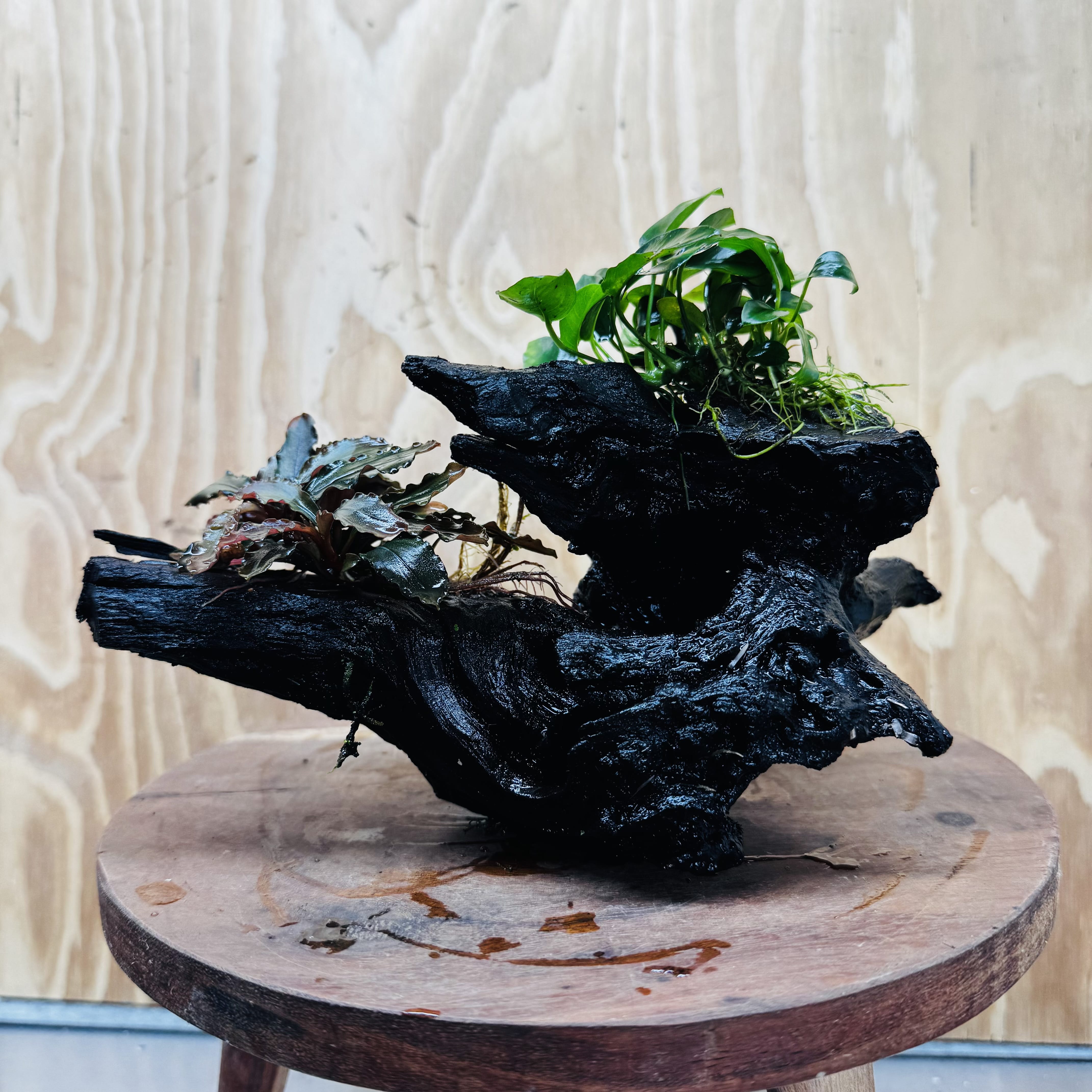 Scapeshop.com.au One Only Bucephalandra and Petite Nana Anubias Driftwood Creation- ONE ONLY - Fabulous Bucephalandra and Petite Nana Anubias Planted Driftwood - ONE ONLY - Fabulous