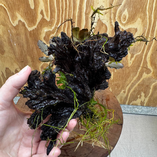 Scapeshop.com.au One Only Bucephalandra and Petite Nana Anubias Driftwood Creation- ONE ONLY - Fabulous Bucephalandra and Petite Nana Anubias Planted Driftwood - ONE ONLY - Fabulous
