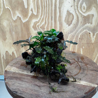 Scapeshop.com.au One Only Bucephalandra and Petite Nana Anubias Driftwood Creation- ONE ONLY - Fabulous Bucephalandra and Petite Nana Anubias Planted Driftwood - ONE ONLY - Fabulous