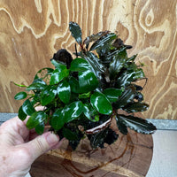 Scapeshop.com.au One Only Bucephalandra and Petite Nana Anubias Driftwood Creation- ONE ONLY - Fabulous Bucephalandra and Petite Nana Anubias Planted Driftwood - ONE ONLY - Fabulous
