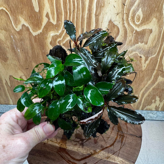 Scapeshop.com.au One Only Bucephalandra and Petite Nana Anubias Driftwood Creation- ONE ONLY - Fabulous Bucephalandra and Petite Nana Anubias Planted Driftwood - ONE ONLY - Fabulous