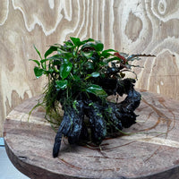 Scapeshop.com.au One Only Bucephalandra and Petite Nana Anubias Driftwood Creation- ONE ONLY - Fabulous Bucephalandra and Petite Nana Anubias Planted Driftwood - ONE ONLY - Fabulous