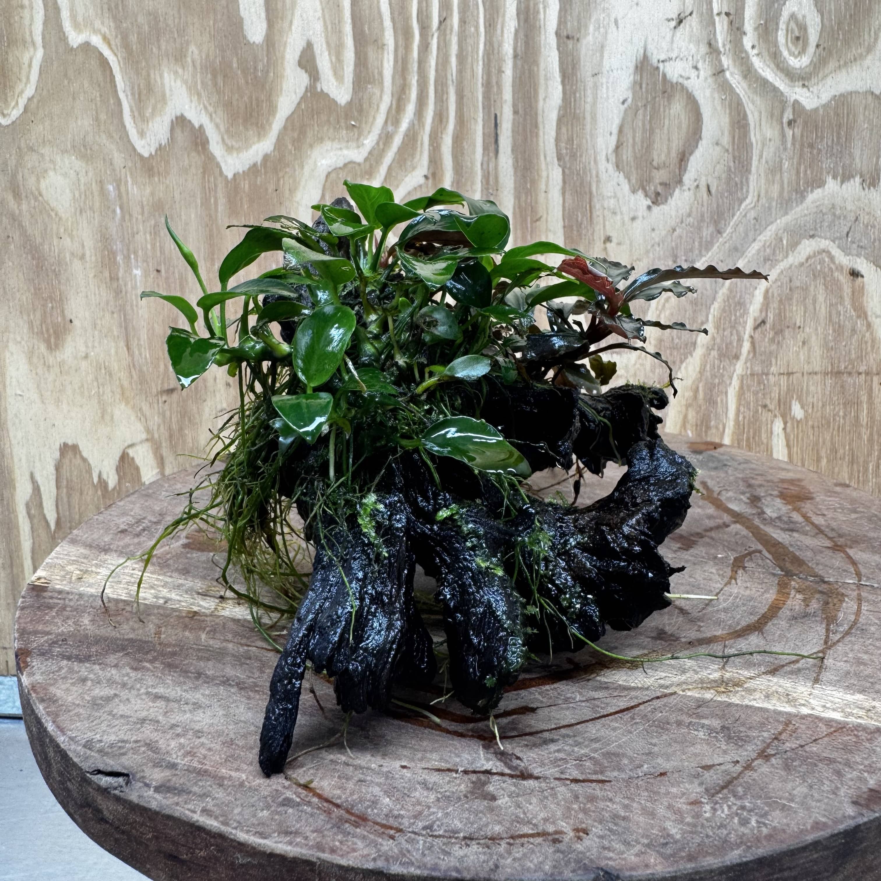 Scapeshop.com.au One Only Bucephalandra and Petite Nana Anubias Driftwood Creation- ONE ONLY - Fabulous Bucephalandra and Petite Nana Anubias Planted Driftwood - ONE ONLY - Fabulous