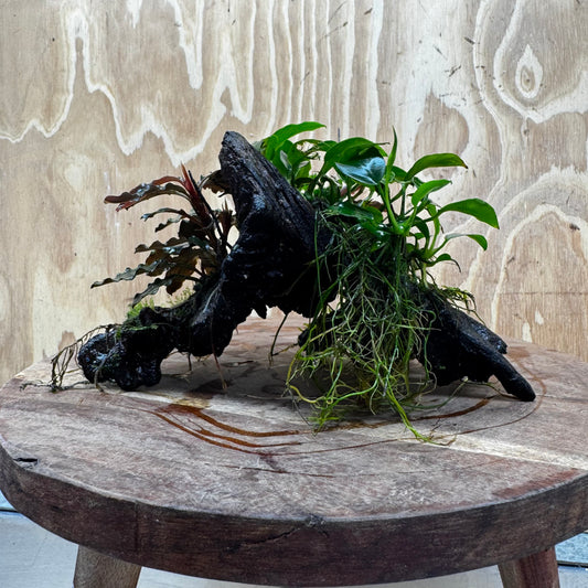 Scapeshop.com.au One Only Bucephalandra and Petite Nana Anubias Driftwood Creation- ONE ONLY - Fabulous Bucephalandra and Petite Nana Anubias Planted Driftwood - ONE ONLY - Fabulous