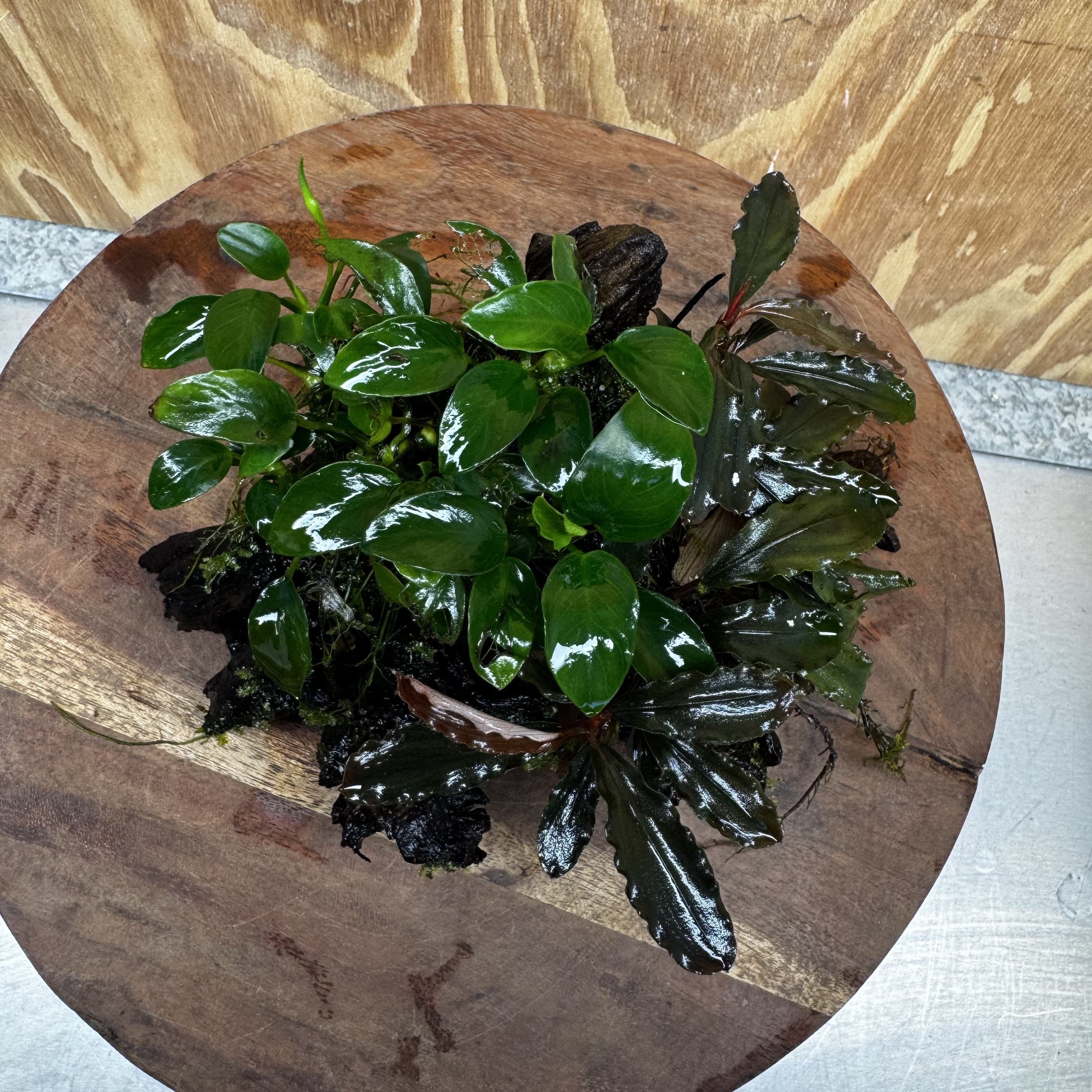 Scapeshop.com.au One Only Bucephalandra and Petite Nana Anubias Driftwood Creation- ONE ONLY - Fabulous Bucephalandra and Petite Nana Anubias Planted Driftwood - ONE ONLY - Fabulous