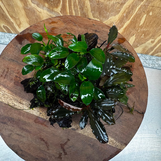 Scapeshop.com.au One Only Bucephalandra and Petite Nana Anubias Driftwood Creation- ONE ONLY - Fabulous Bucephalandra and Petite Nana Anubias Planted Driftwood - ONE ONLY - Fabulous