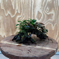 Scapeshop.com.au One Only Bucephalandra and Petite Nana Anubias Driftwood Creation- ONE ONLY - Fabulous Bucephalandra and Petite Nana Anubias Planted Driftwood - ONE ONLY - Fabulous