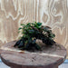 Scapeshop.com.au One Only Bucephalandra and Petite Nana Anubias Driftwood Creation- ONE ONLY - Fabulous Bucephalandra and Petite Nana Anubias Planted Driftwood - ONE ONLY - Fabulous